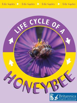 Cover of the book Honeybee by Dr. Jean Feldman and Dr. Holly Karapetkova