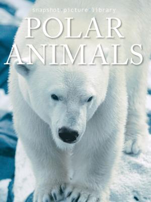 Cover of the book Polar Animals by Erin Quon, Briana Stockton