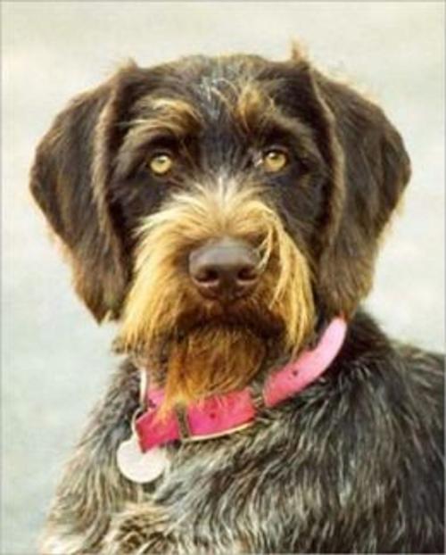 Cover of the book A Beginners Guide to German Wirehaired Pointers by Terence Bellafiore, Axel Publishing