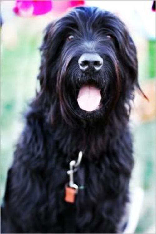 Cover of the book Black Russian Terriers for Beginners by Samantha Wilson, Axel Publishing