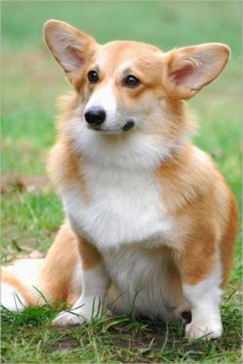 Cover of the book Cardigan Welsh Corgis for Beginners by Anna Fitzgerald, Axel Publishing