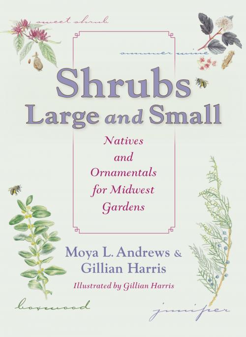 Cover of the book Shrubs Large and Small by Moya L. Andrews, Indiana University Press