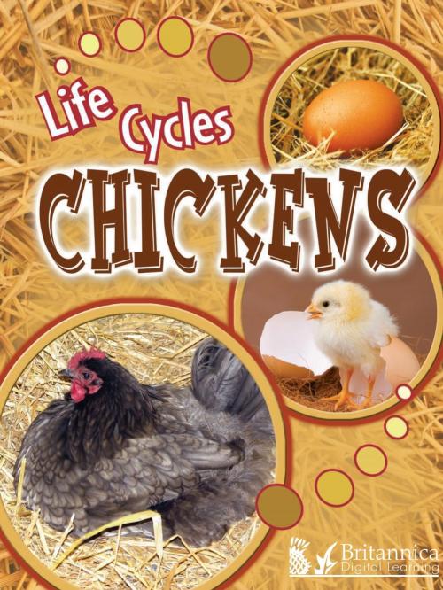 Cover of the book Chickens by Julie Lundgren, Britannica Digital Learning