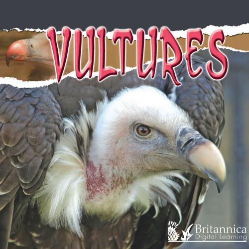 Cover of the book Vultures by Julie Lundgren, Britannica Digital Learning
