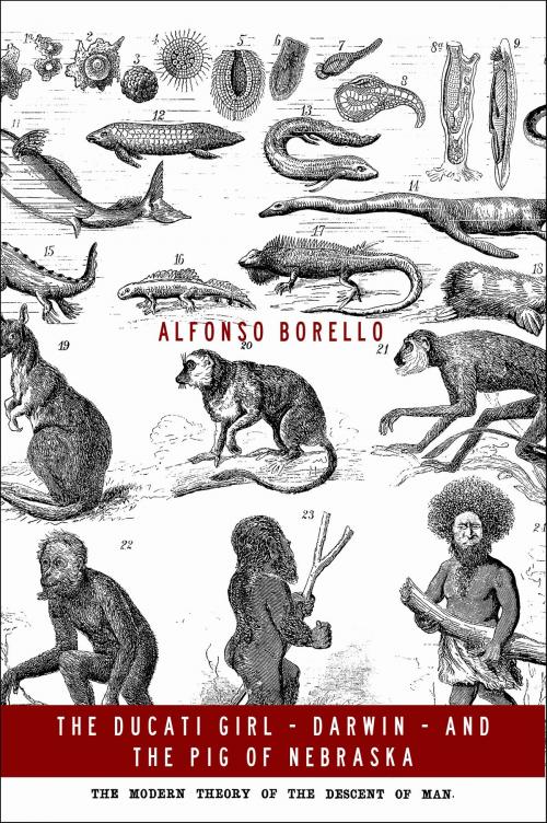 Cover of the book The Ducati Girl, Darwin, and the Pig of Nebraska by Alfonso Borello, Alfonso Borello