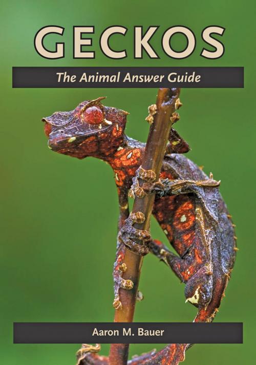 Cover of the book Geckos by Aaron M. Bauer, Johns Hopkins University Press
