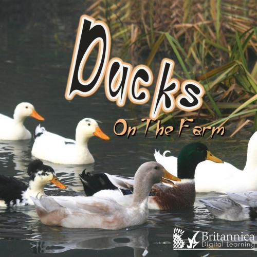Cover of the book Ducks on the Farm by Kyla Steinkraus, Britannica Digital Learning