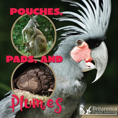 Cover of the book Pouches, Pads, and Plumes by Lynn Stone, Britannica Digital Learning
