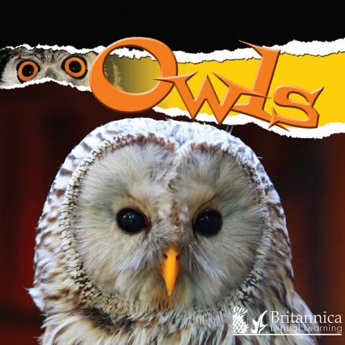Cover of the book Owls by Julie Lundgren, Britannica Digital Learning