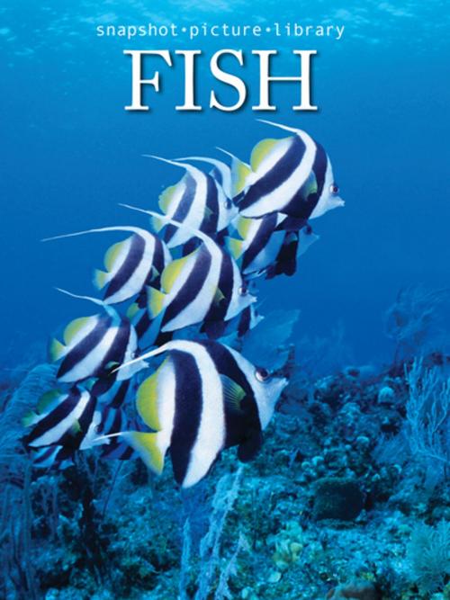 Cover of the book Fish by Snapshot Picture Library, Weldon Owen
