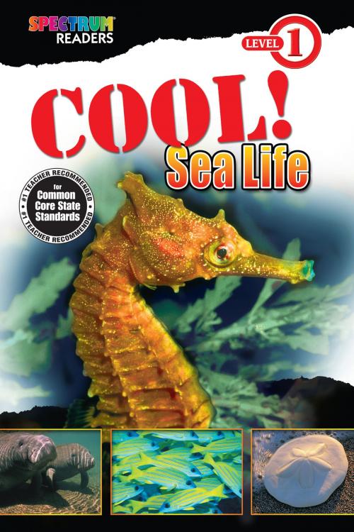 Cover of the book Cool! Sea Life by Katharine Kenah, Carson Dellosa Education