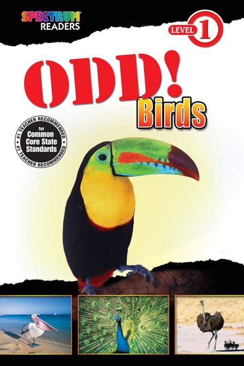 Cover of the book Odd! Birds by Teresa Domnauer, Carson Dellosa Education