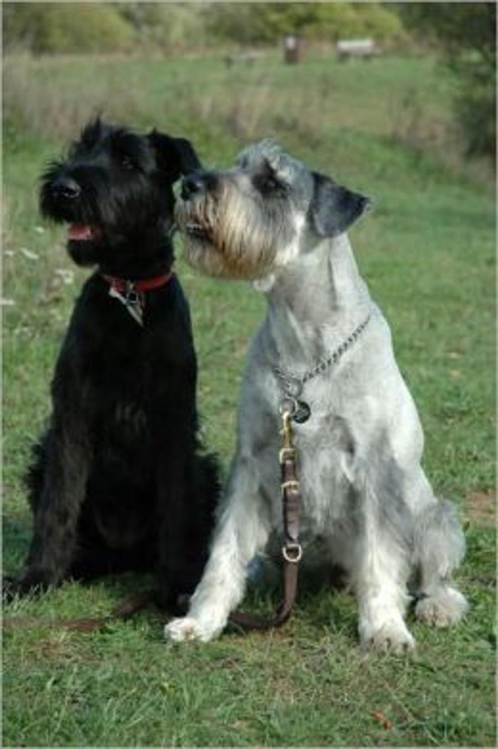 Big bigCover of Standard Schnauzers for Beginners