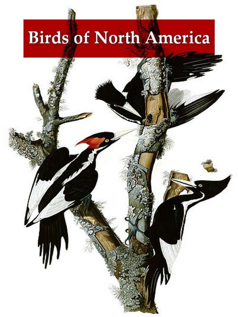 Big bigCover of A Synopsis of the Birds of North America