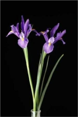 Cover of the book Growing Irises for Beginners by Amy Barton