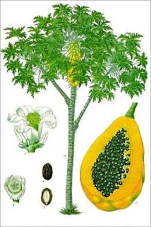 Cover of the book Growing Papaya Trees For Beginners by Reynaldo Perriott