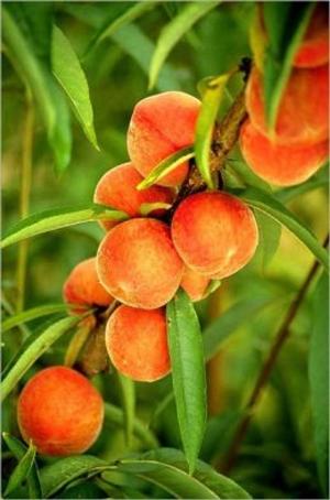 Cover of the book Growing Peaches for Beginners by Ed Padilla