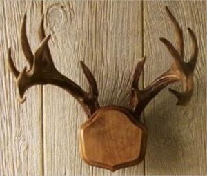 Cover of the book How to Mount Antlers by Cheryl Davidson
