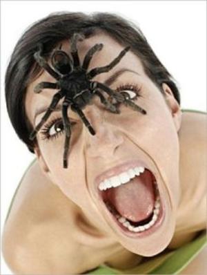 Book cover of How To Overcome Your Fear of Spiders