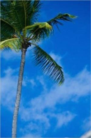 bigCover of the book How to Plant a Palm Tree by 