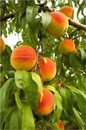 Cover of the book How to Prune a Peach Tree by Robert Carson