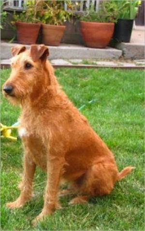 Cover of Irish Terriers for Beginners