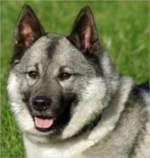 bigCover of the book Norwegian Elkhounds for Beginners by 
