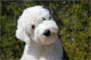 bigCover of the book Old English Sheepdogs for Beginners by 