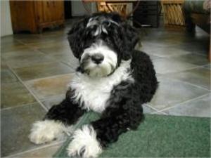 Book cover of Portuguese Water Dogs for Beginners
