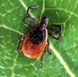bigCover of the book Rocky Mountain Spotted Fever: Causes, Symptoms and Treatments by 