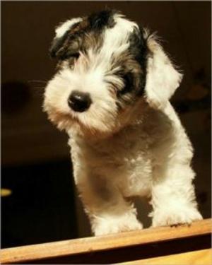 Cover of the book Sealyham Terriers for Beginners by Jack Arriaga