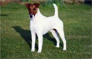 bigCover of the book Smooth Fox Terriers for Beginners by 