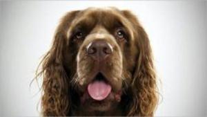 bigCover of the book Sussex Spaniels for Beginners by 