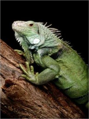 Cover of the book The Essential Guide to Caring For Your Pet Iguana by Mike Cariou