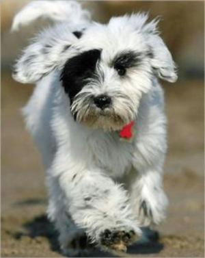 Cover of the book Tibetan Terriers for Beginners by Reema McGinnity