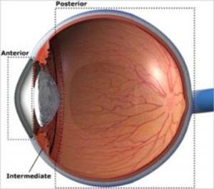 Cover of Uveitis: Causes, Symptoms and Treatments