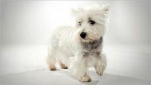 Cover of the book West Highland White Terriers for Beginners by Miriam Paul