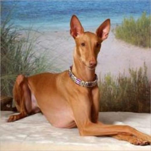 Cover of the book Pharaoh Hounds for Beginners by Debra Kettner, Axel Publishing