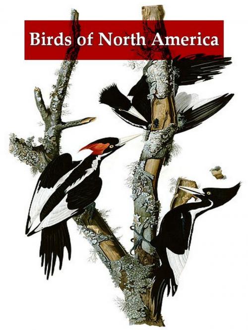 Cover of the book A Synopsis of the Birds of North America by John James Audubon, VolumesOfValue