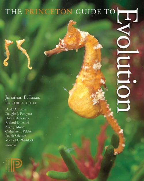 Cover of the book The Princeton Guide to Evolution by Jonathan B. Losos, Princeton University Press