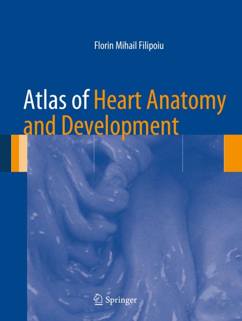 Cover of the book Atlas of Heart Anatomy and Development by Florin Mihail Filipoiu, Springer London
