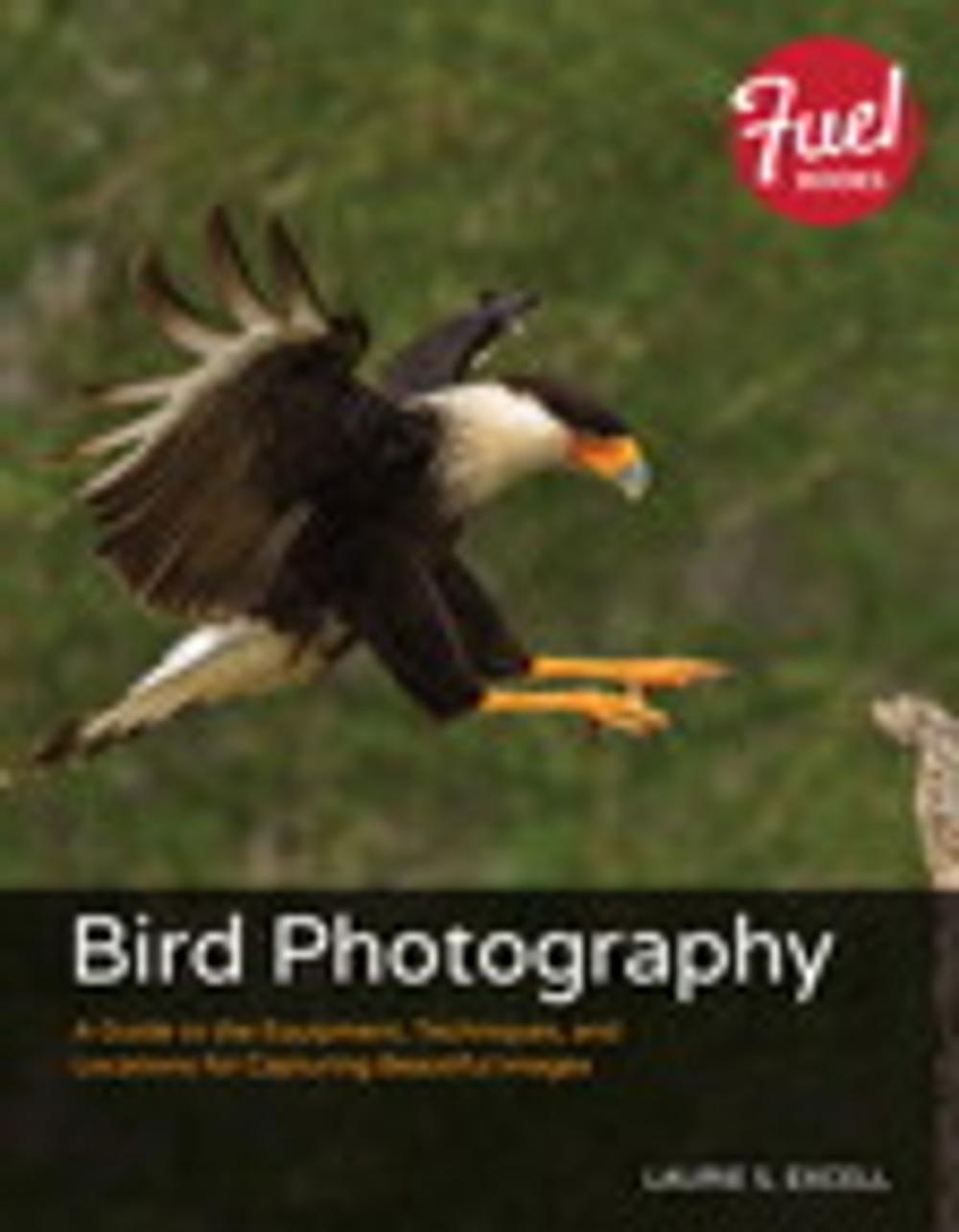 Big bigCover of Bird Photography