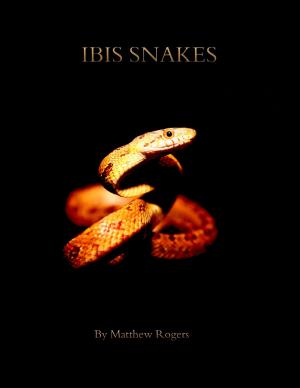 Book cover of Ibis Snakes