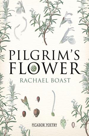 Cover of the book Pilgrim's Flower by Cathy Rentzenbrink