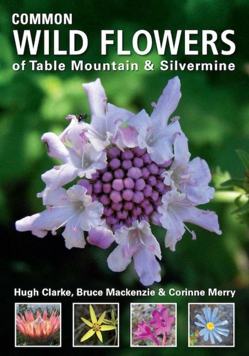 Cover of the book Common Wild Flowers of Table Mountain & Silvermine by Hugh Clarke, Penguin Random House South Africa