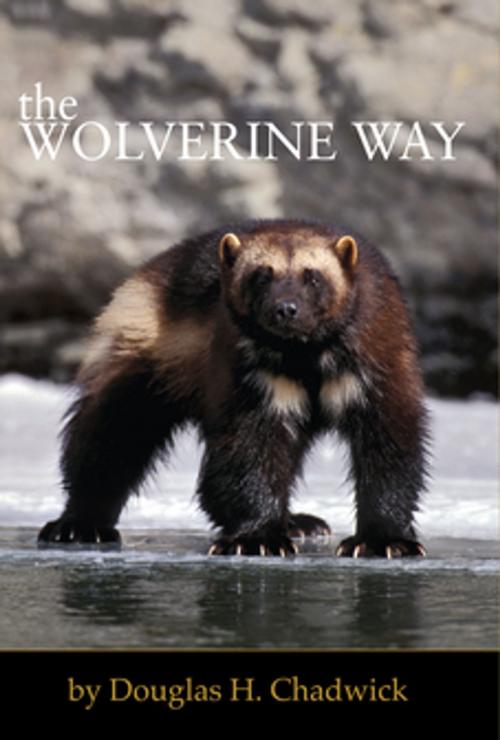 Cover of the book The Wolverine Way by Douglas H. Chadwick, Patagonia