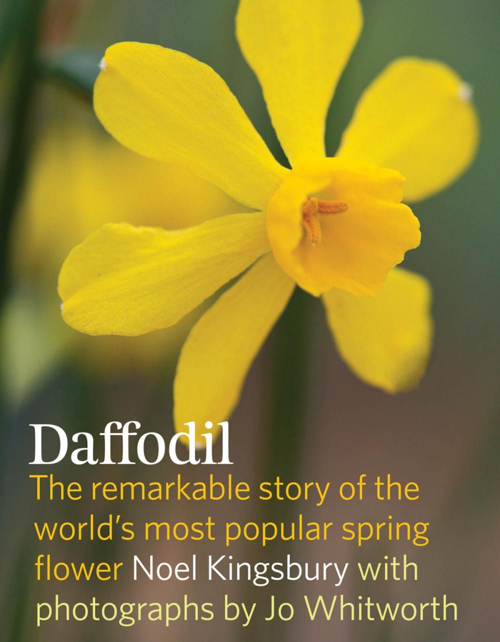 Big bigCover of Daffodil