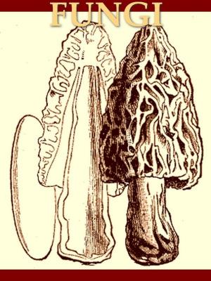 Cover of the book Fungi: Their Nature and Uses by Garibaldi G. B. Laguardia, Editor, , Cincinato G. B. Laguardia, Editor