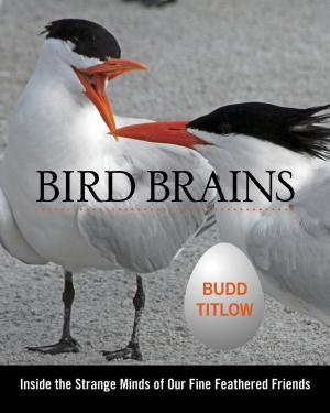 Cover of the book Bird Brains by Tadd Myers