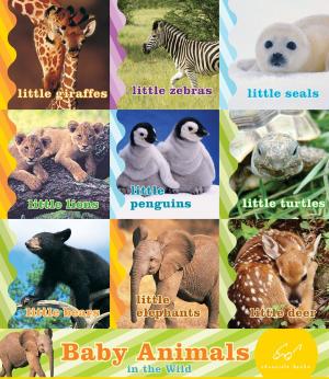 Cover of Baby Animals in the Wild